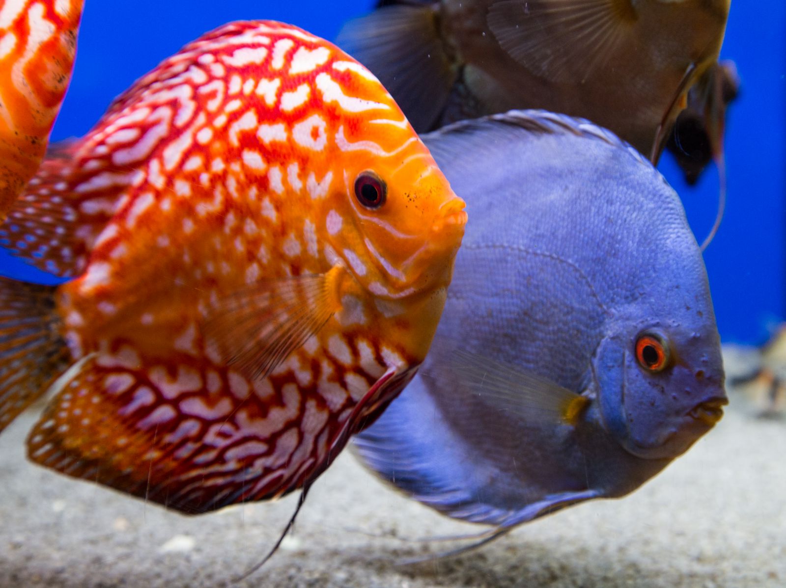 Discus in the aquarium Aquasabi Aquasabi Aquascaping Shop