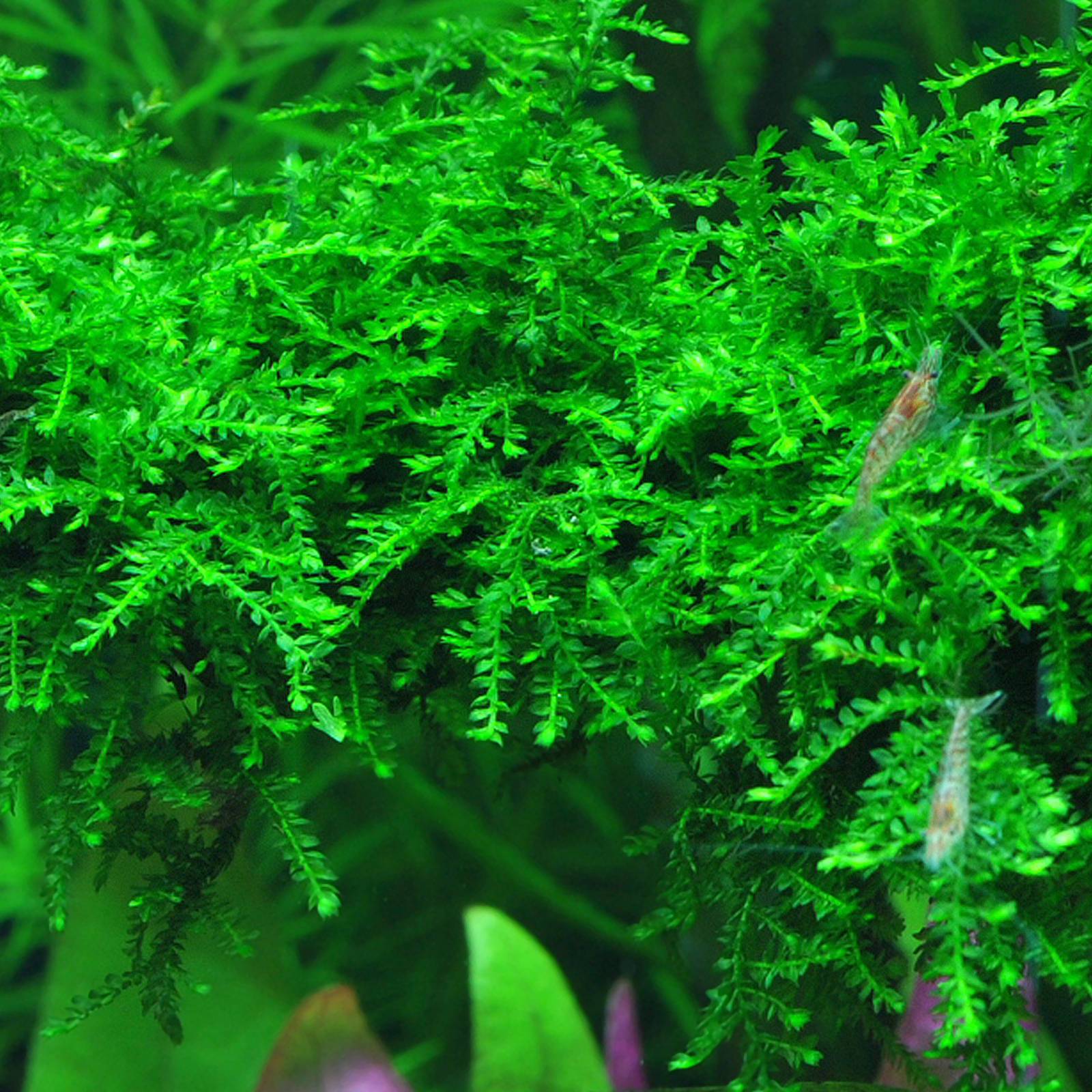 Mosses Aquasabi Aquasabi Aquascaping Shop