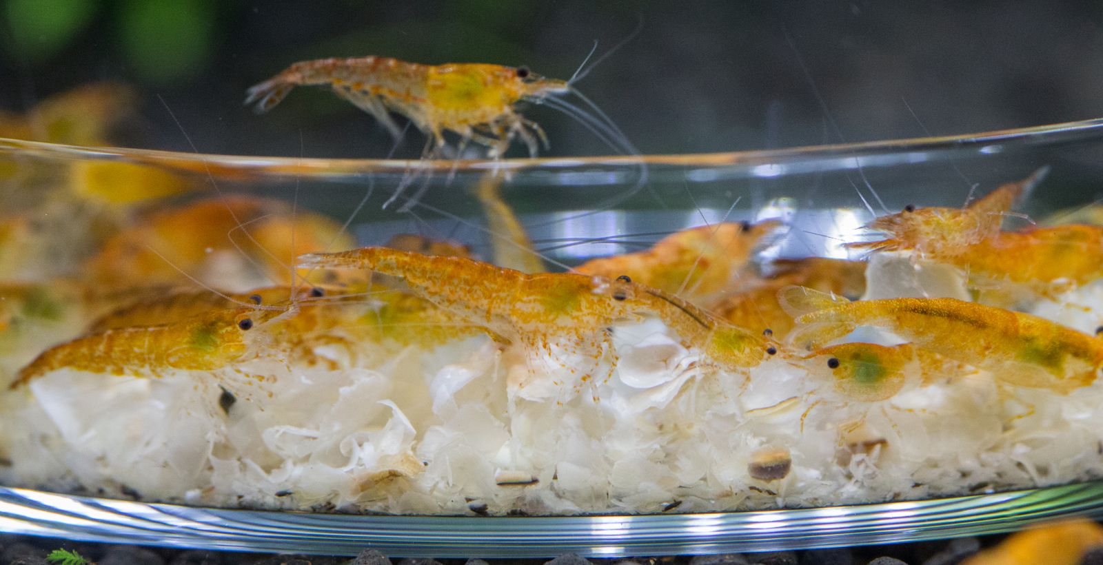 Feed tray for shrimp in an aquarium -, Aquasabi