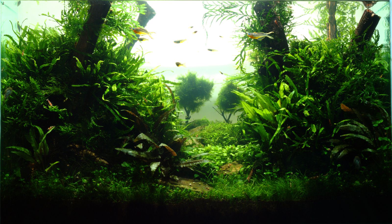 Die richtigen Fische für dein Aquascape - | Aquasabi | Aquasabi ...