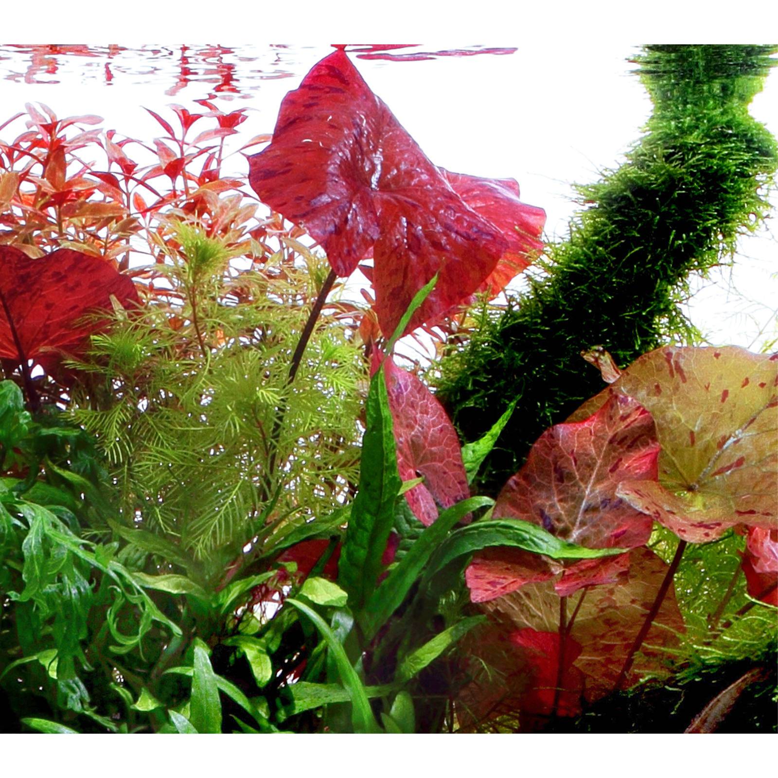 Nymphaea Lotus Red.