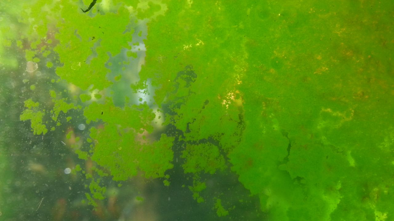 Entstehen Algen im Aquarium durch zuviel Kalium? Aquasabi