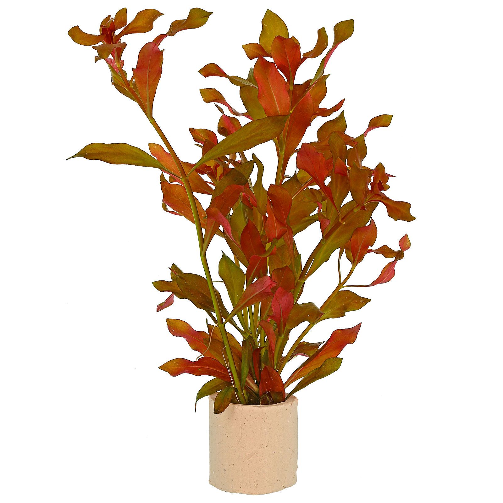 Ludwigia repens × arcuata Schmalblättrige Bastardludwigie