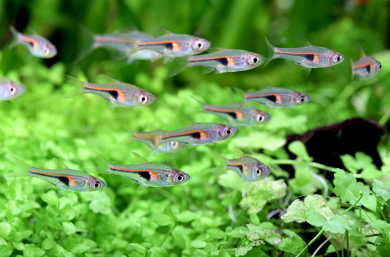 Lambchop Rasbora