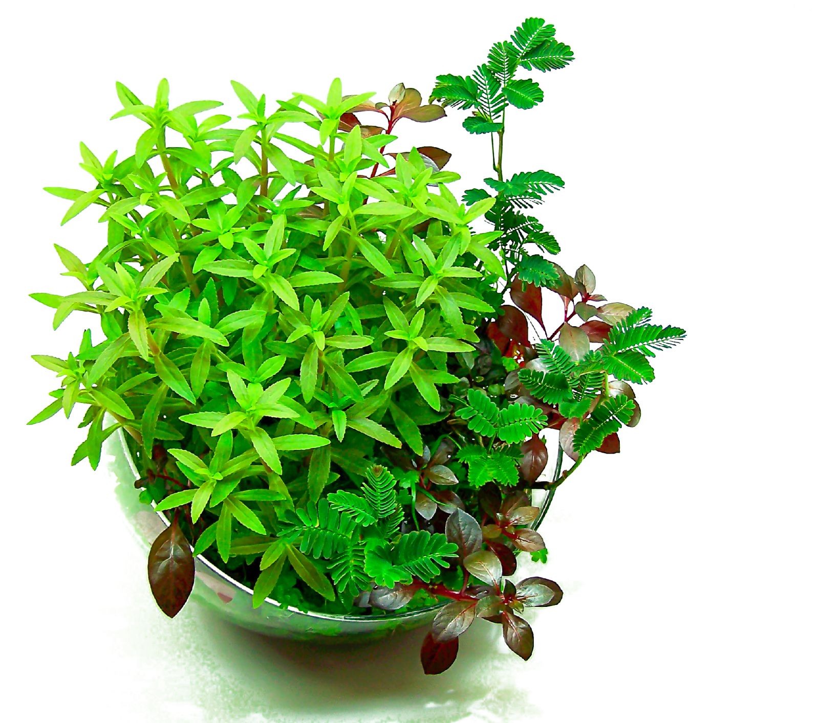 Wabi-Kusa在花瓶里