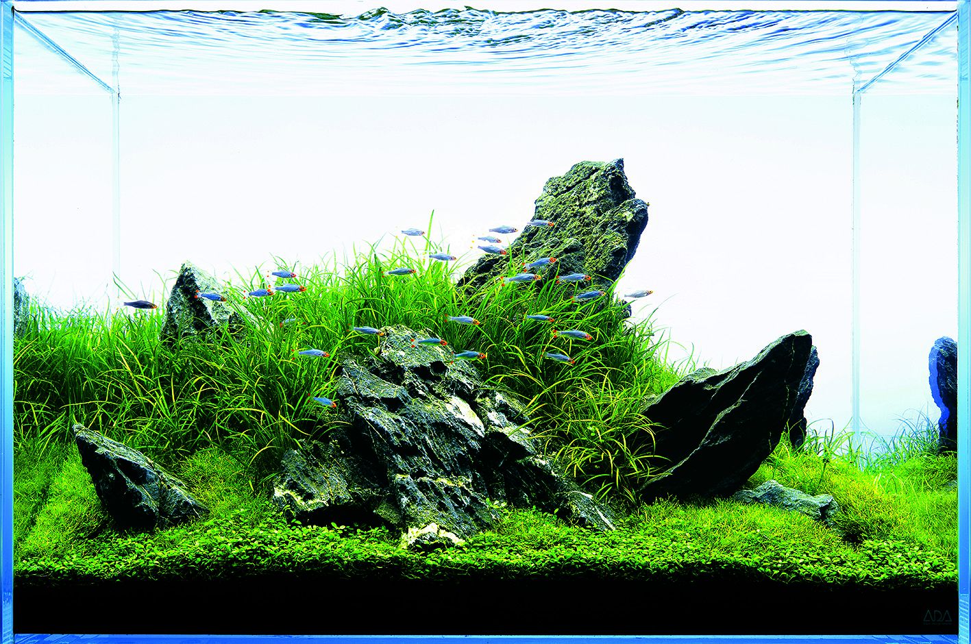 Aquascaping