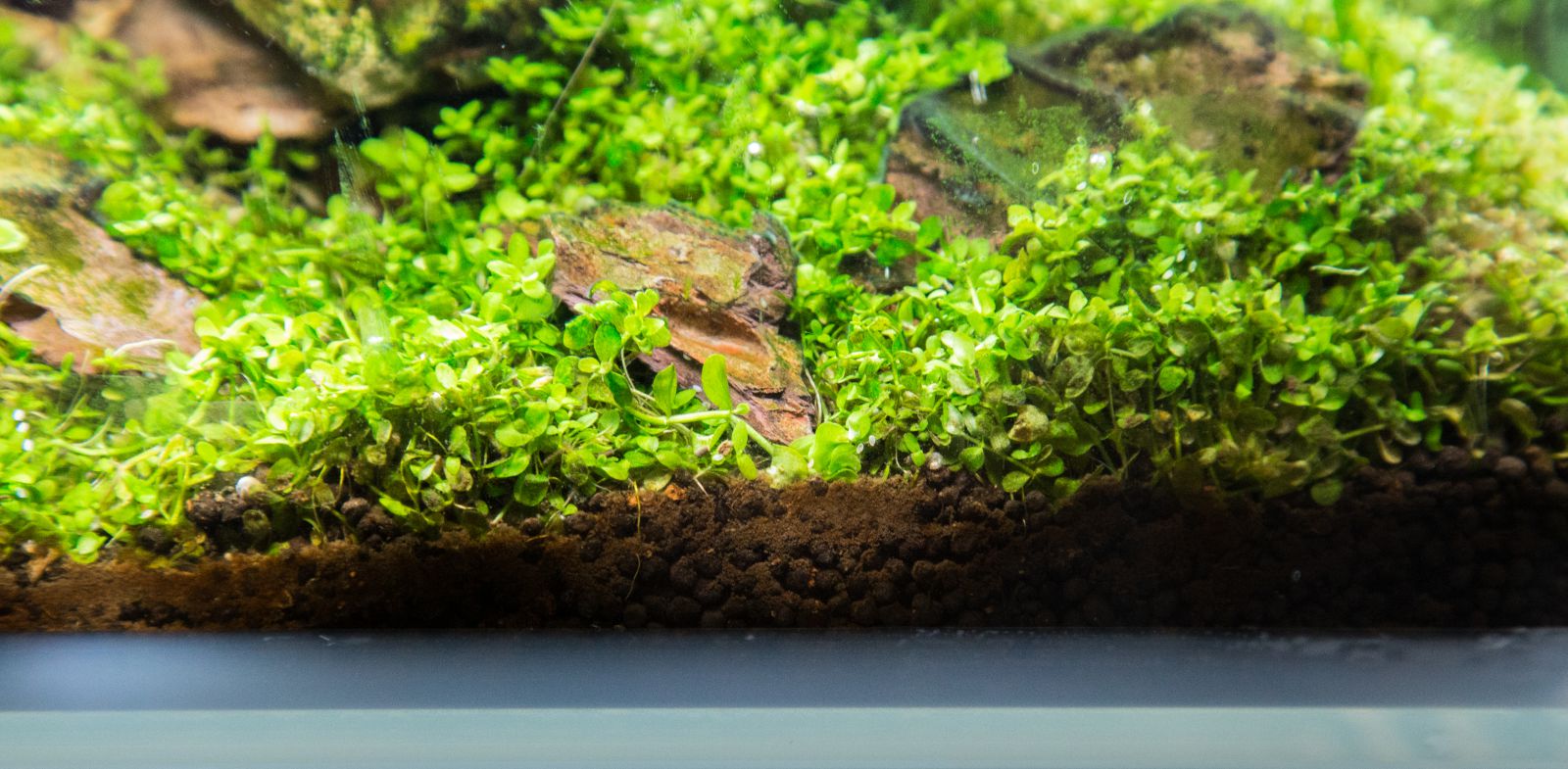 Mulm im Aquarium Aquasabi Aquasabi Aquarium Shop