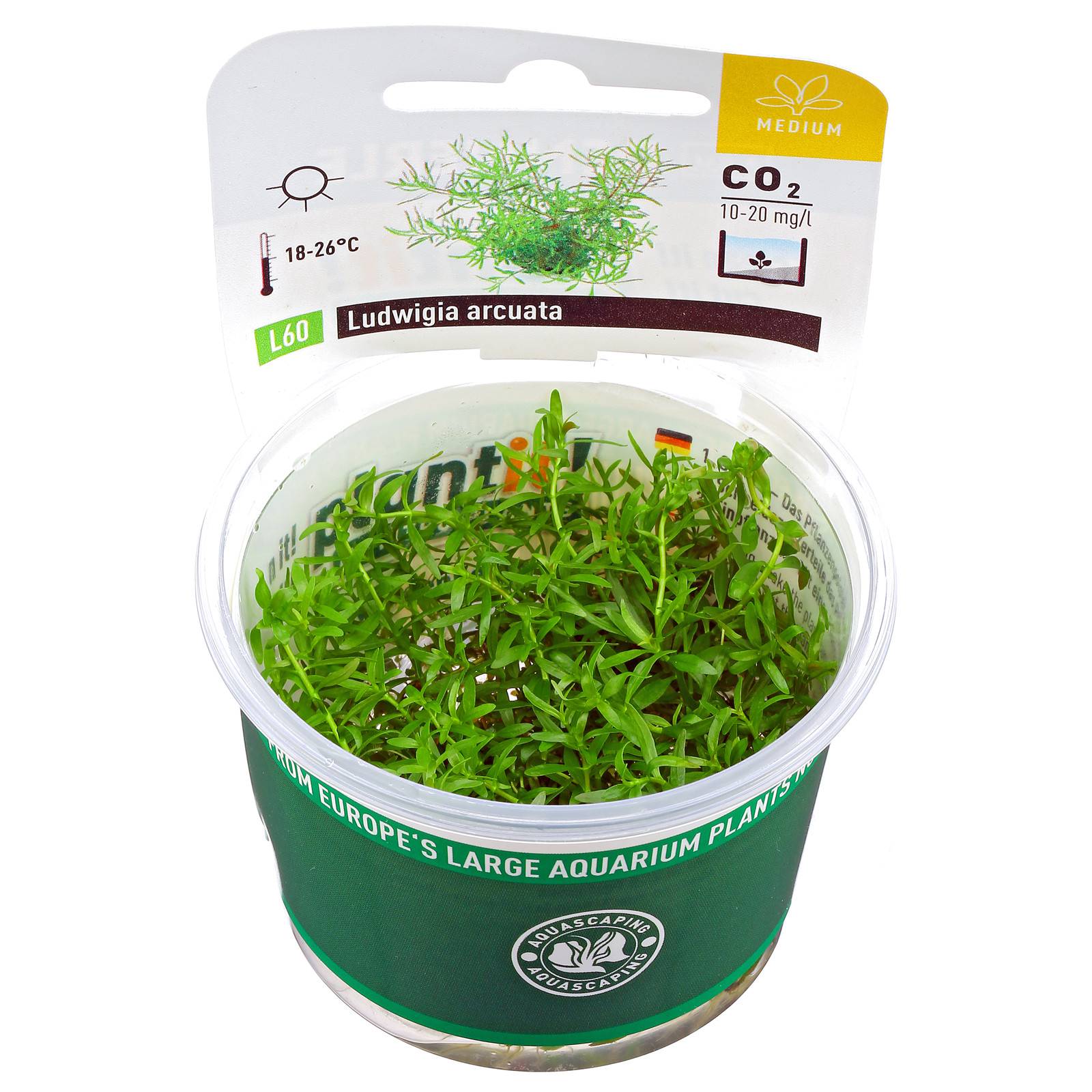 Ludwigia arcuata Schmalblättrige Ludwigie