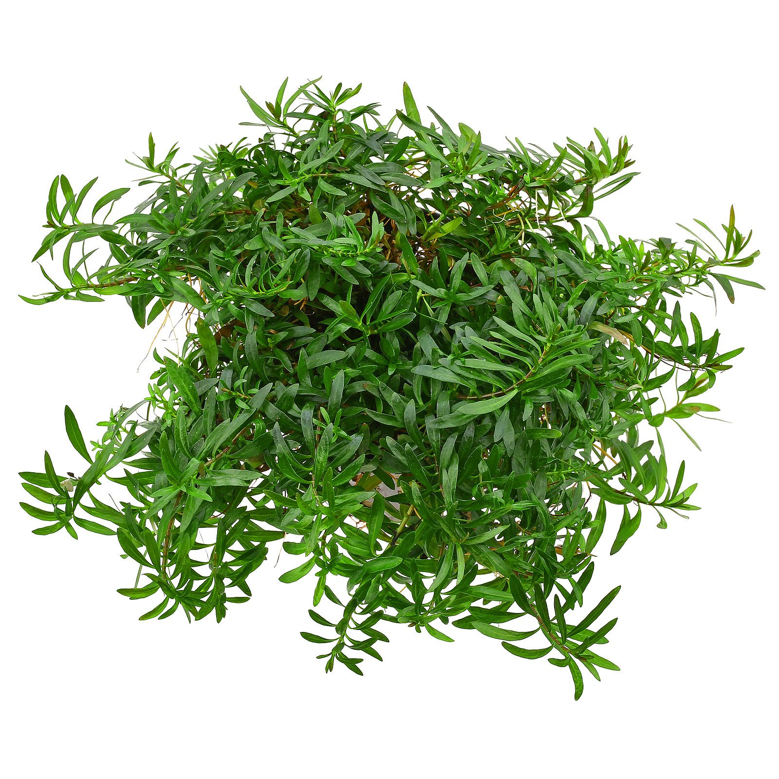 Ludwigia arcuata - Schmalblättrige Ludwigie