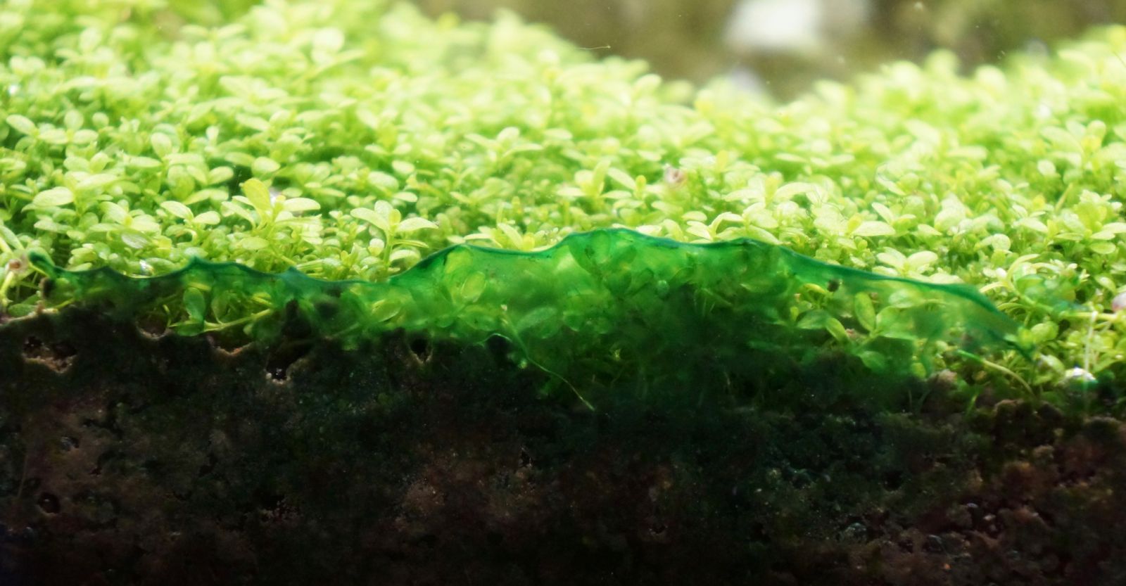 Is It Ok To Keep Algae On Branches In Aquarium - Blaualgen#1