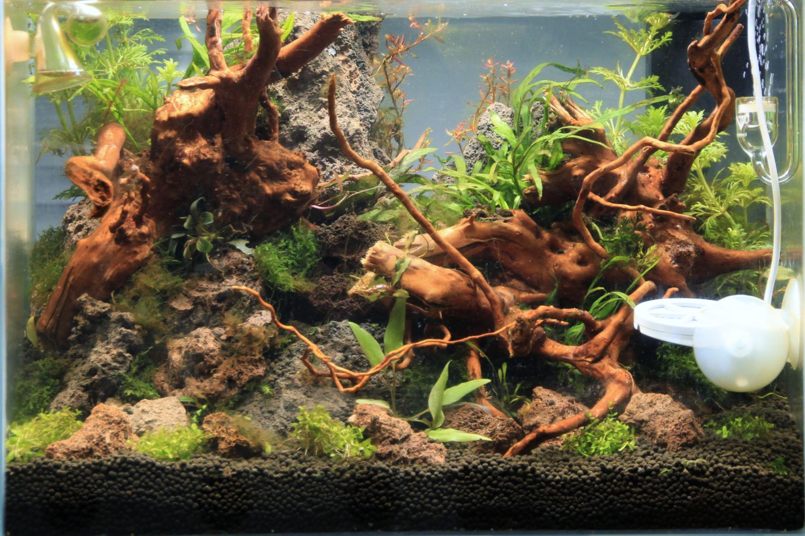 Algen im Aquarium Aquasabi Aquasabi Aquaristik Shop
