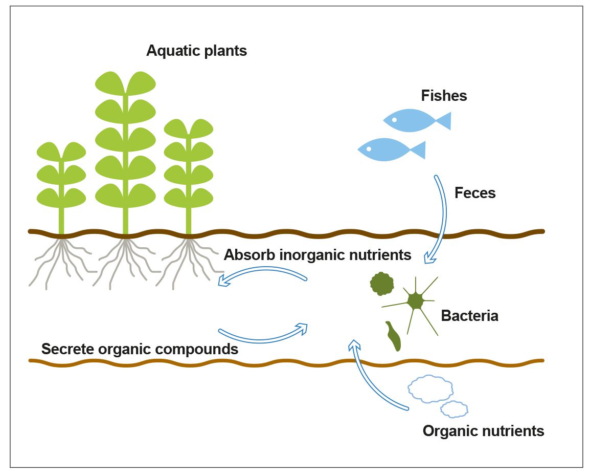 Let's start with A Substrate Aquasabi Aquasabi Aquascaping Shop